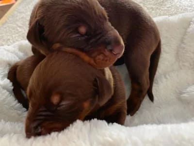 Dobermann vom Schwansee - Unsere Dobermann-Welpen