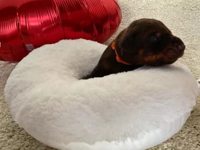 Dobermann vom Schwansee - Unsere Dobermann-Welpen