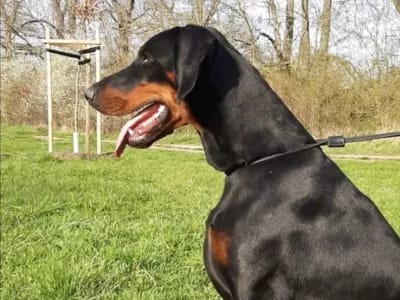 Dobermann vom Schwansee - Quinoa beim Spaziergang