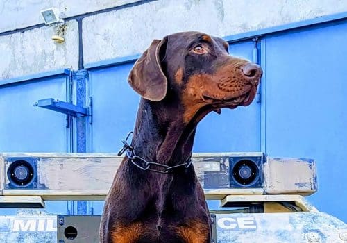 Dobermann vom Schwansee - Dobermänner lassen sich bestens als z.B. Polizeihunde einsetzen