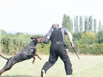 Dobermann vom Schwansee - Aloha Nani beim Training