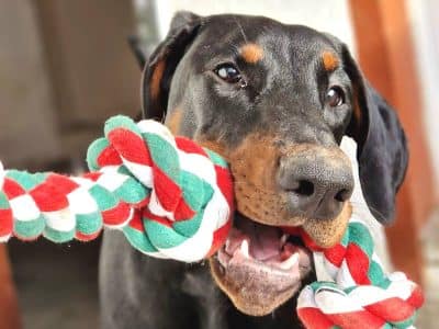 Dobermann vom Schwansee - Unsere Dobermann-Dame Betty Baldur