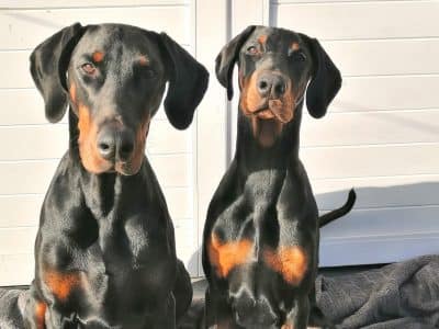 Dobermann vom Schwansee - Unsere Dobermann-Damen Aloha Nani und Quinoa