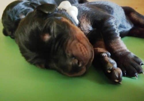 Dobermann vom Schwansee - Unser C-Wurf von Aloha Nani vom Schwansee