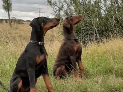 Dobermann vom Schwansee - Unsere Dobermann-Damen Aloha Nani und Aurora
