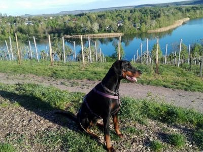Dobermann vom Schwansee - Tägliches Spazierengehen und genügend Auslastung ist ein Muss